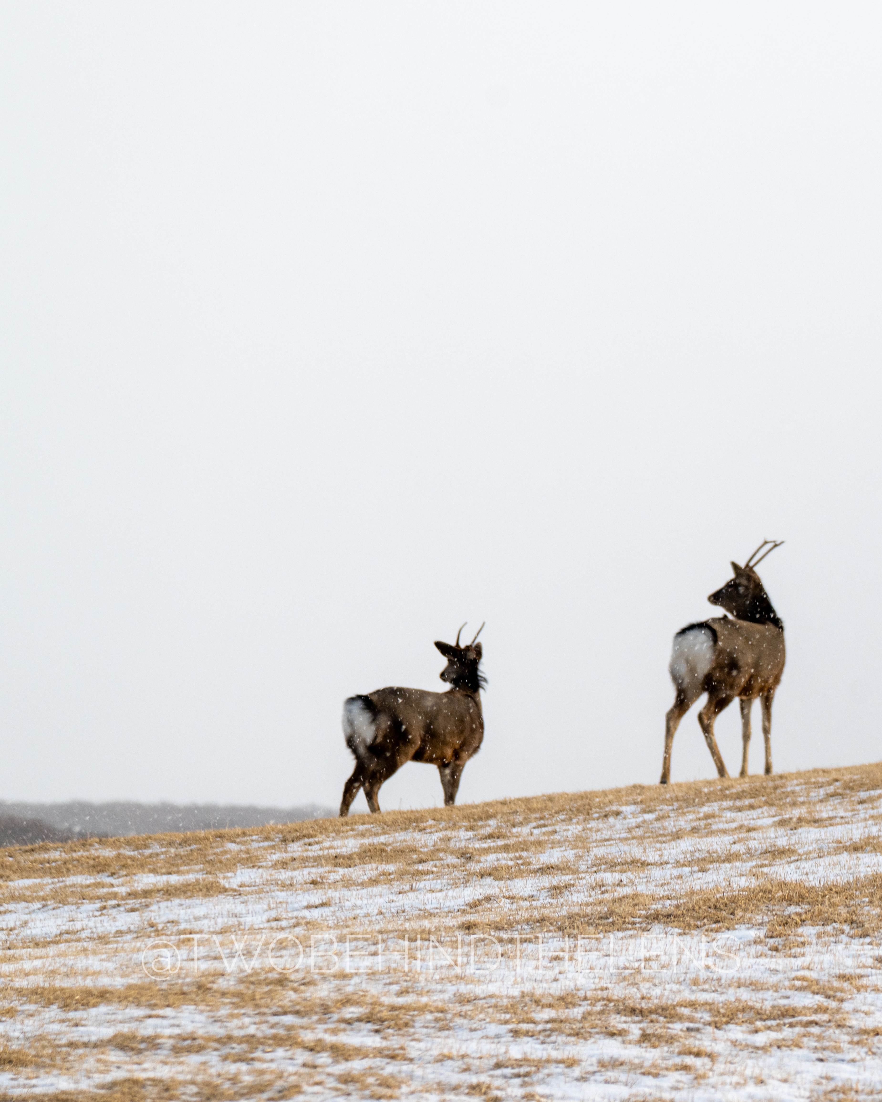 Wildlife Print 9
